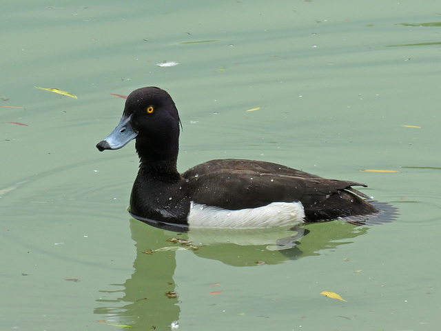 Reiherente (Aythya fuligula), Männchen