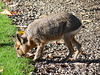 Patagonian Mara