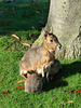 Patagonian Mara Feeding Two Infants