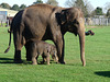 Elephant and Baby