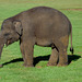 Infant Elephant