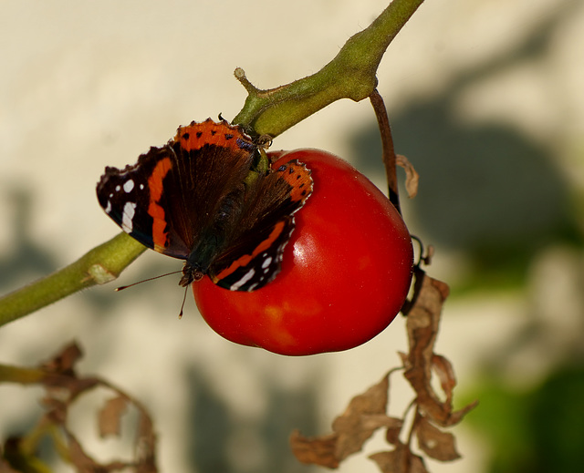 Les dernières tomates font des heureux ....