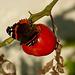 Les dernières tomates font des heureux ....