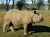 Greater One-horned Rhinoceros