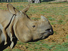 Greater One-horned Rhinoceros Profile