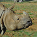 Greater One-horned Rhinoceros Profile