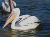 Eastern White Pelican