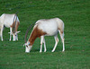 Scimitar-horned Oryx