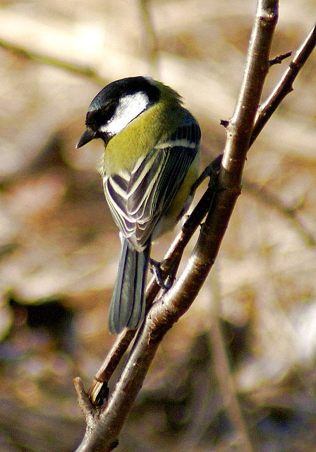 Kohlmeise (Parus major)  ©UdoSm