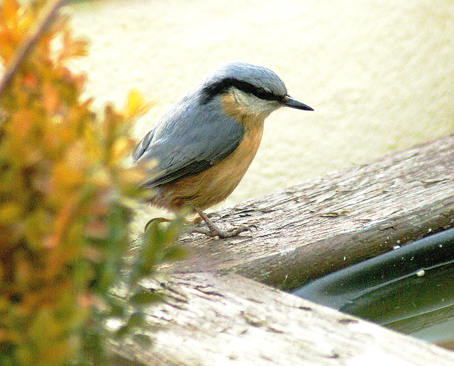 Kleiber (Sitta europaea) mit Zorro-Maske.  ©UdoSm