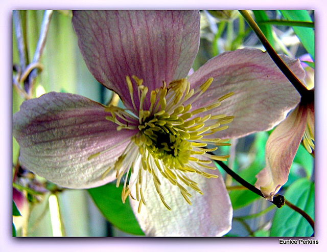 Clematis Macro