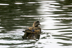 Mrs. Wood Duck