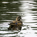 Mrs. Wood Duck