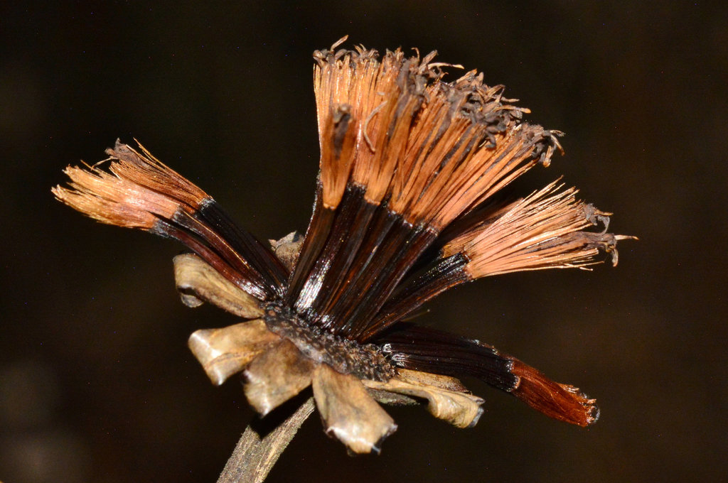 Winter Flora
