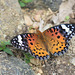 Indian Fritillary female