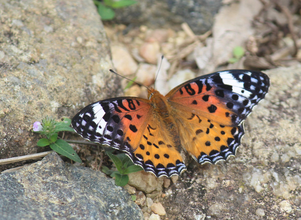 Indian Fritillary female