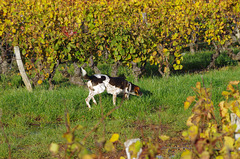 Balade dans les vignes du Beaujolais