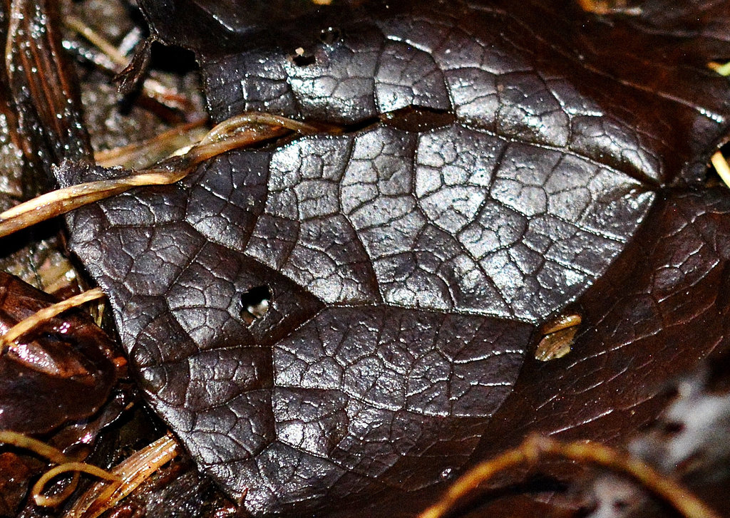 Leaf 2