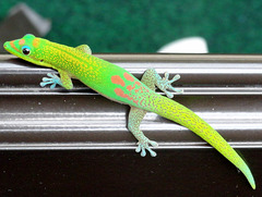 Phelsuma laticauda