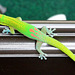 Phelsuma laticauda