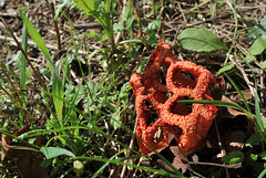 Clathrus ruber - Clathre rouge