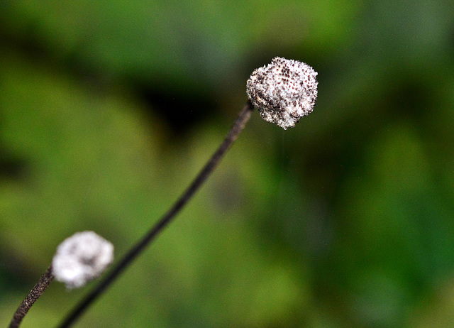 Winter Flora