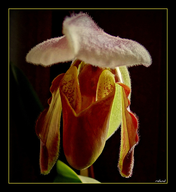 mes fleurs, naissance