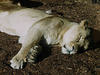 Resting Lioness