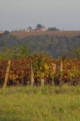 Balade dans les vignes du Beaujolais