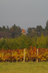 Balade dans les vignes du Beaujolais