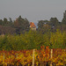 Balade dans les vignes du Beaujolais