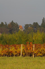 Balade dans les vignes du Beaujolais