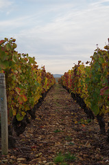 Balade dans les vignes du Beaujolais