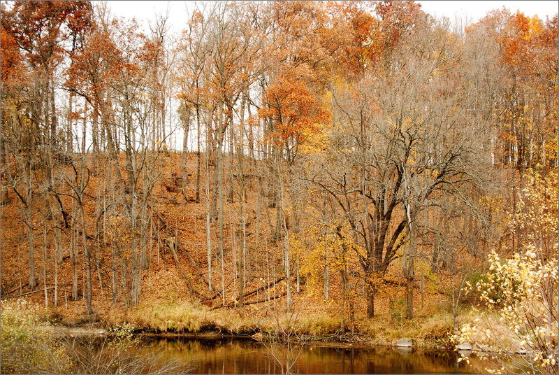 Trees by the River