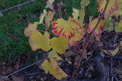 Balade dans les vignes du Beaujolais