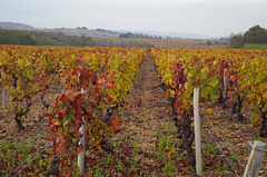 Balade dans les vignes du Beaujolais