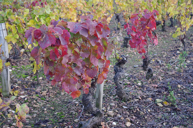 Balade dans les vignes du Beaujolais