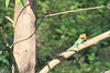 Male lizard