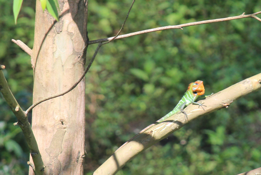 Male lizard