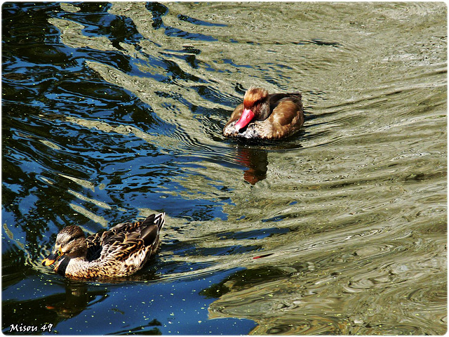 CHEMERY dans le Loir et Cher