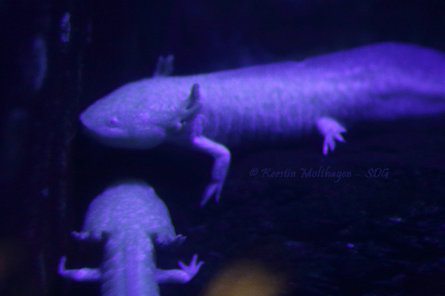 Weiße Axolotl - Abschied vom Nachttierhaus (Wilhelma)