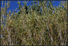 Salix purpurea  (4)