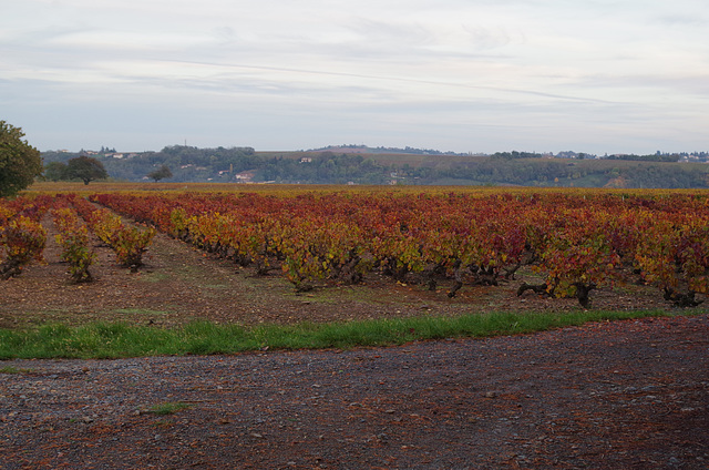Balade dans les vignes du Beaujolais