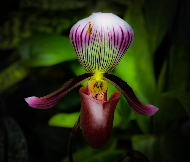 Orchideenausstellung am Berggarten Hannover