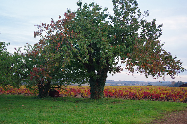 Balade dans les vignes du Beaujolais