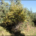 Salix caprea -Saule Marsault  (5)