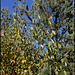 Salix caprea -Saule Marsault  (4)