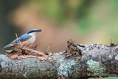 Nuthatch