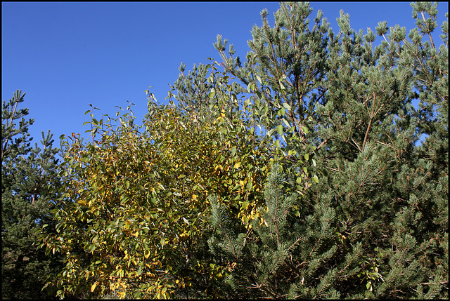 Salix caprea -Saule Marsault  (3)