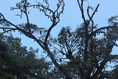 Flying Fox roost